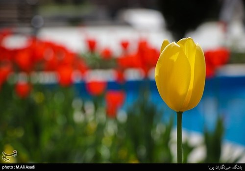 تصاویری از گل‌های لاله در پارک شهر تهران