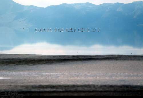 بازگشت فلامینگو ها به دریاچه ارومیه/عکس