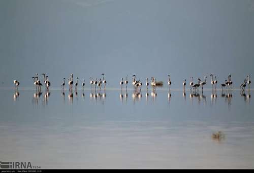 بازگشت فلامینگو ها به دریاچه ارومیه/عکس