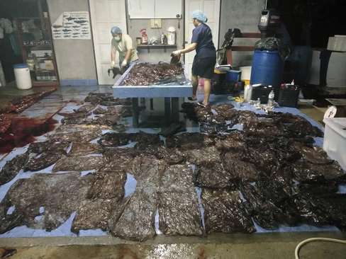 80 نایلون بیرون کشیده شده از شکم یک وال عظیم‌الجثه در سواحل تایلند. این وال در اثر تورم این کیسه‌های پلاستیکی در بطنش، تلف شد./ رویترز