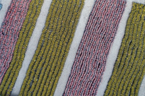 تصاویر هوایی از مزرعه‌های دوچرخه‌ در چین