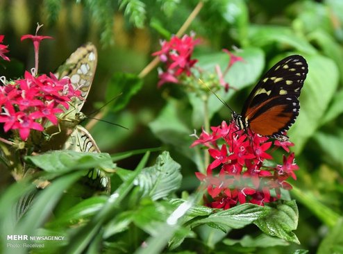 تصاویری از نمایشگاه پروانه‌ها