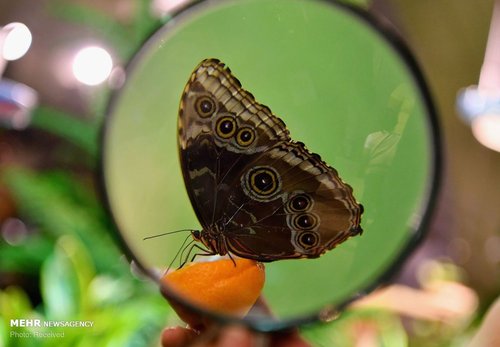 تصاویری از نمایشگاه پروانه‌ها