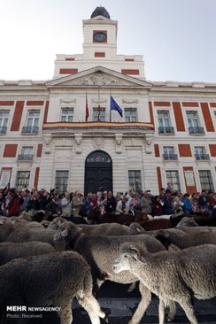 رژه گوسفندان در خیابان های مادرید+عکس