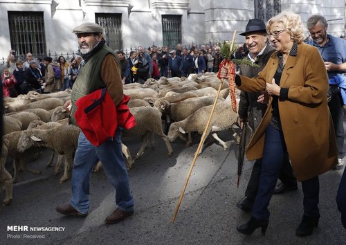 رژه گوسفندان در خیابان های مادرید+عکس