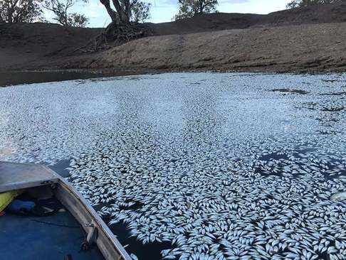 مرگ هزاران ماهی به دلیل گرمای هوا در تابستان در رودخانه‌ای در استرالیا/ خبرگزاری فرانسه