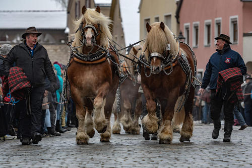 جشنواره سالانه اسب در شهر 
