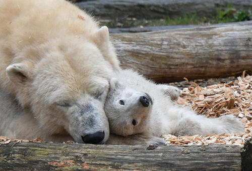 توله خرس قطبی در کنار مادر در پارکی در برلین/ خبرگزاری آلمان