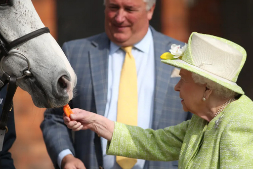 ملکه بریتانیا در حال خوراندن هویج به یک اسب/ PA