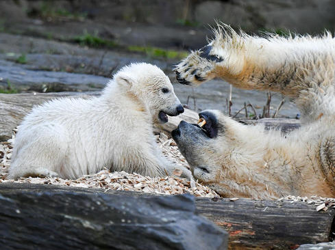توله خرس قطبی باغ وحش برلین در حال بازی با مادرش/ خبرگزاری آلمان