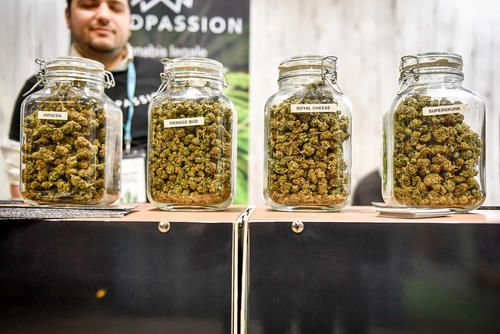 جوانه‌های مختلف گیاه ماریجوانا در نمایشگاهی مرتبط با گیاهان مخدر در شهر میلان ایتالیا