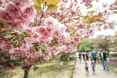 شکوفه‌های گیلاس در شهر دالیان چین/ شینهوا