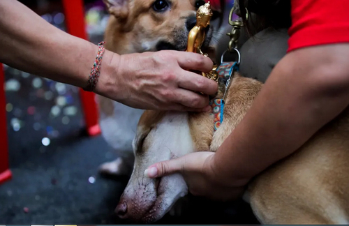 متبرک شدن یک سگ با مجسمه بودا در جریان جشنواره آیینی 