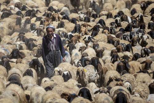 یک گله گوسفند در استان 