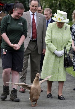 بازدید ملکه بریتانیا  از مزرعه‌ای در ادینبورگ اسکاتلند/ خبرگزاری فرانسه