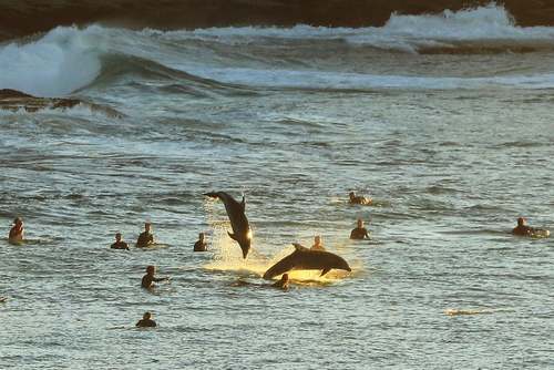 دلفین‌ها در ساحل سیدنی استرالیا/ گتی ایمجز