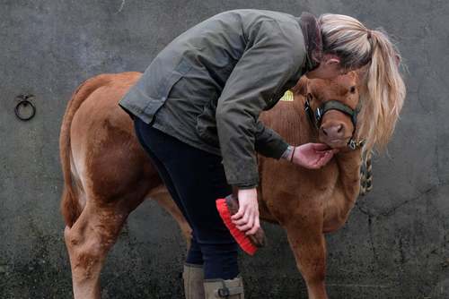  نمایشگاه سالانه اسب در یورکشایر بریتانیا/ گتی ایمجز