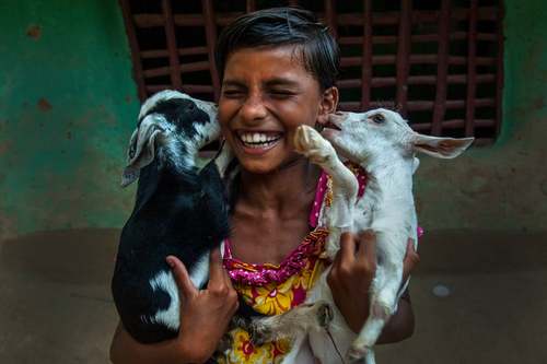دختر روستایی هندی در حال بازی با دو بزغاله/ شینهوا