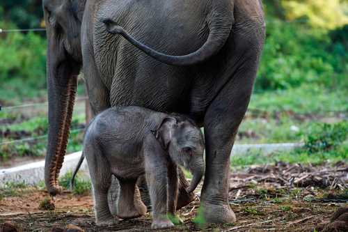 بچه فیل نوزاد در کنار مادر در استان آچه اندونزی/خبرگزاری فرانسه