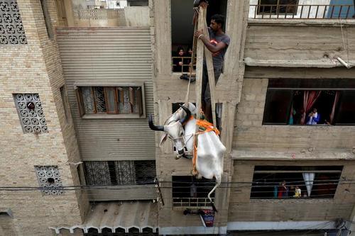 انتقال گاو از پشت بام خانه‌ها در شهر کراچی پاکستان برای فروش در بازار احشام به مناسبت عیدقربان/ رویترز