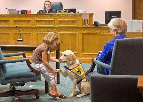 شهادت دادن در دادگاه برای افراد بزرگسال نیز به هیچ وجه کار راحتی نیست. حال تصور کنید که این کار برای کودکان تا چه میزان مشکل است. این سگ در دادگاه به کودکان کمک می‌کند تا شهادت دهند. 