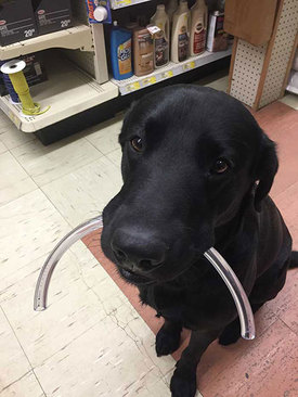 این سگ در فروشگاه محلی، به مشتریان در حمل وسایل خریداری شده‌ کمک می‌کند. 