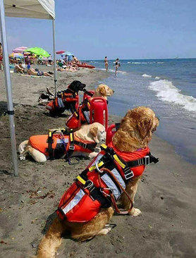 سگ‌های غریق نجات در کرواسی 