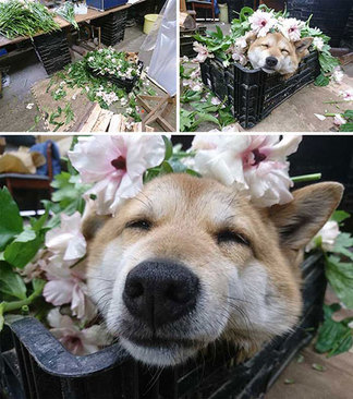 این سگ نیز در یک گل فروشی مشغول به کار است، اما در این تصویر ظاهرا در حال استراحت است! 