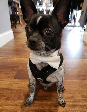 نام این سگ «اورئو» است و در فروشگاه لباس مردانه کار می‌کند. 