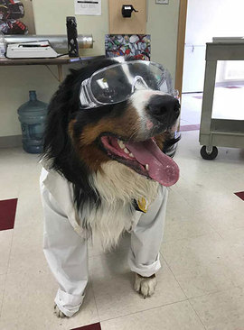 «برنی»؛ سگی که در دستیار آزمایشگاه در مدرسه است و به دانش آموزان در یادگیری علوم کمک می‌کند. 