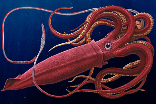 ماهی‌های مرکب غول‌پیکر مغزی به شکل دونات دارند، بنابراین مری آن‌ها از میان مغز عبور می‌کند.
