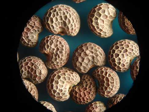 دانه‌های خشخاش زیر میکروسکوپ شبیه بادام زمینی‌های کوچک هستند.