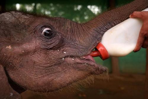 شیر دادن به بچه فیل 4 ماهه در یک مرکز نگهداری فیل در میانمار/ رویترز