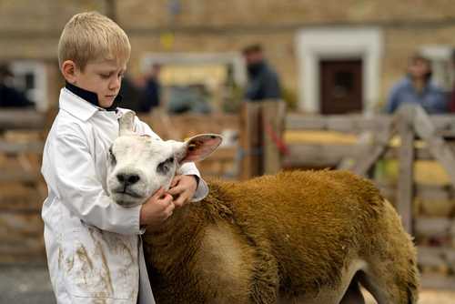 پسر 5 ساله بریتانیایی با گوسفند خود به جشنواره سالانه انتخاب احشام برتر رفته است./ خبرگزاری فرانسه