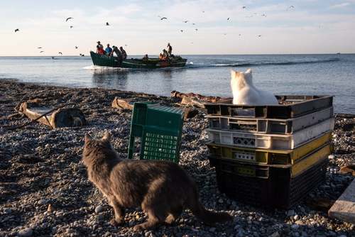 تجمع گربه‌ها در ساحل شهر بندری 