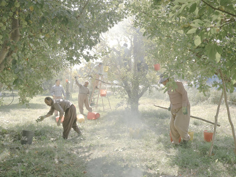 فصل برداشت میوه از باغات روستاهای اطراف دریاچه ارومیه