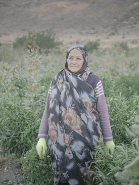زنان روستایی در حال کار کردن در مزارع حشک شدن دریاچه ارومیه و شور شدن زمین های کشاورزی یکی از معضلات جدی کشاورزان اطراف است.