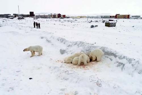 هجوم بیش از 60 خرس قطبی به شهر 