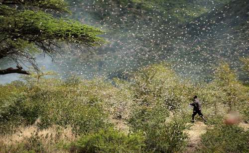 حمله ملخ‌های صحرایی به مزارع و باغات در اتیوپی/ رویترز