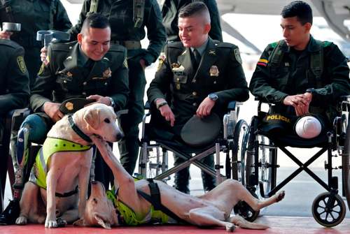 سگ‌های موادیاب پلیس کلمبیا در حال بازی در حاشیه سخنرانی وزیر خارجه آمریکا در جمع ماموران کلمبیایی قطع عضو شده (در اثر انفجار مین) در بوگوتا/ خبرگزاری فرانسه