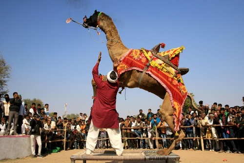 آتش بازی یک شتر در جریان نمایشگاه سالانه احشام در راجستان هند/ خبرگزاری فرانسه