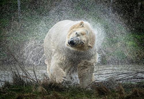 خرس قطبی با نام