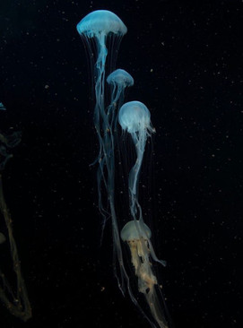 عروس دریایی ها در بزرگترین آکواریوم جهان + تصاویر زیبا