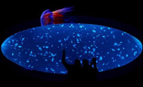 عروس دریایی ها در بزرگترین آکواریوم جهان + تصاویر زیبا