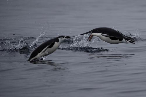 شنای پنگوئن‌ها در آب‌های قطب جنوب/ رویترز