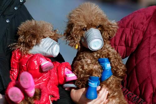 ماسک زدن به حیوانات خانگی برای ایمن ماندن از ویروس کرونا/ شانگهای چین/ رویترز