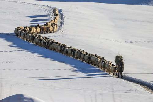 گله گوسفند در استان وان ترکیه/ خبرگزاری آناتولی