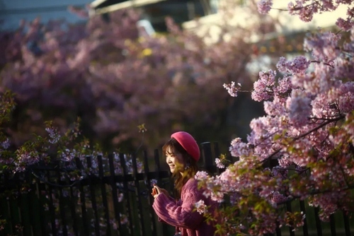 جوانه زدن شکوفه‌های گیلاس در شهر 