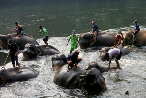 کارگران مهاجر میانماری در حال شستشوی فیل‌ها در رودخانه‌ای در تایلند/ رویترز