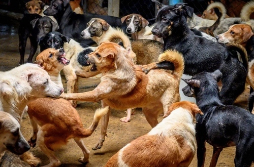 جمع آوری 1500 سگ ولگرد گرسنه از سطح شهر بانکوک تایلند در یک مرکز. این سگ‌ها به دلیل خلوتی شهر و گرسنگی به این مرکز منتقل شده‌اند./ آسوشیتدپرس